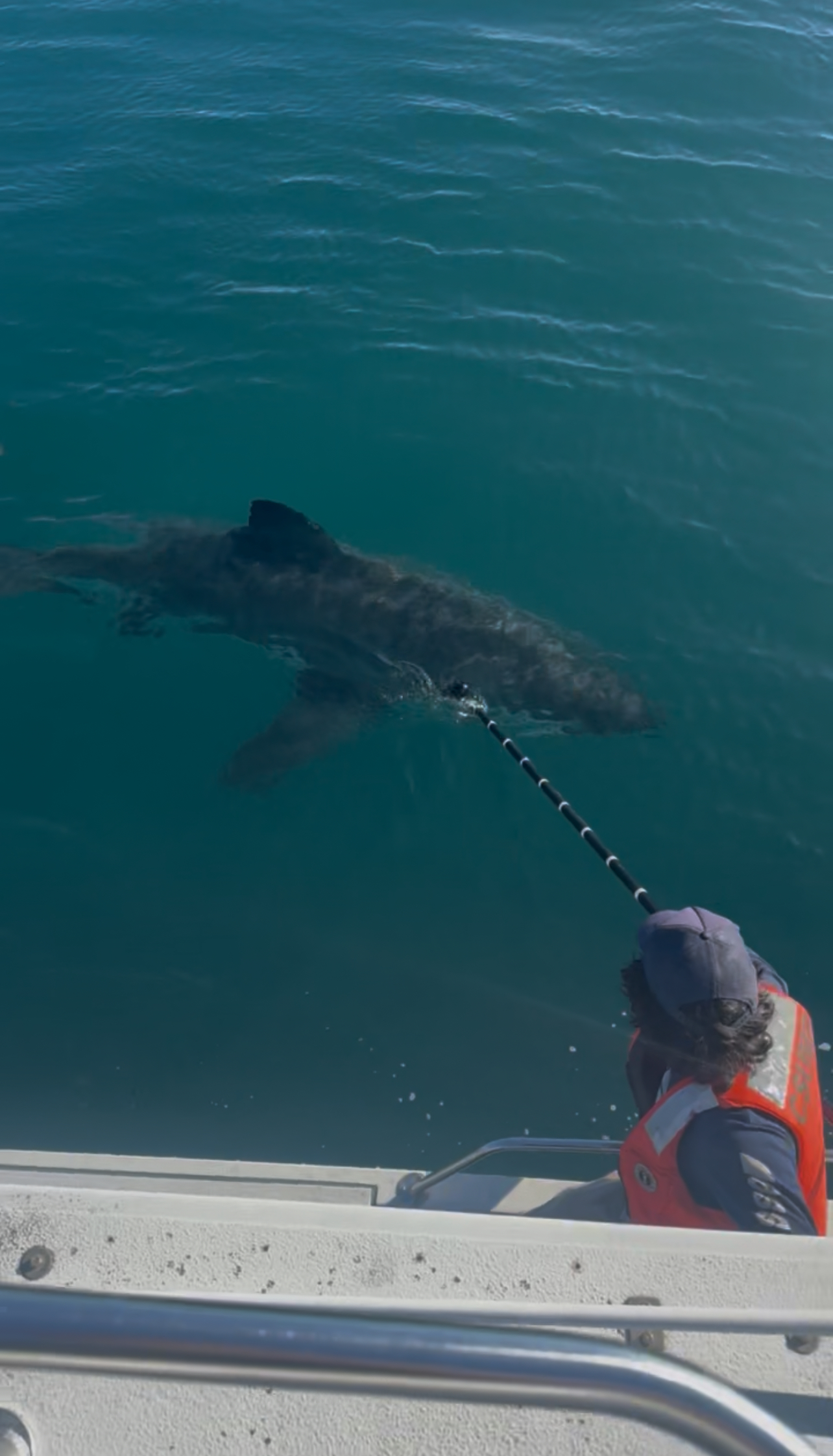 Filming a white shark from the research vessel