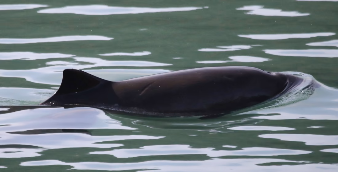 The same harbor porpoise photographed four years after Figure 1, from the same side, in different water