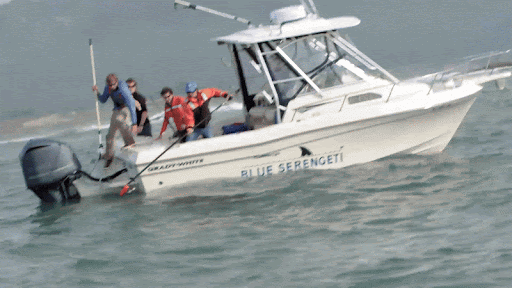 Shark tagging operation